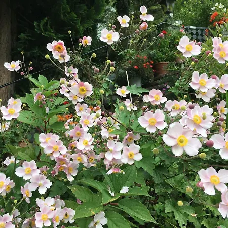 Pfeifer Birgitt Apartament *